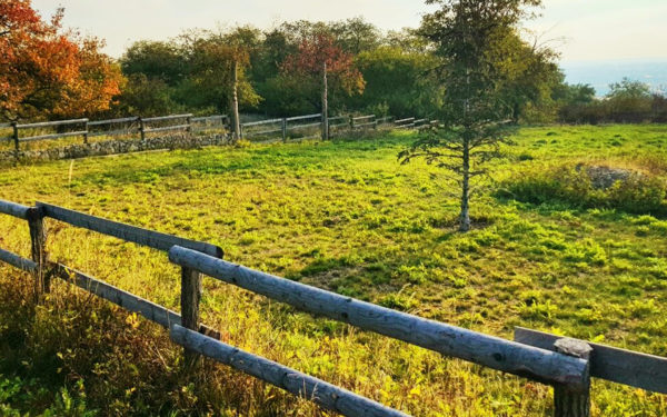 Prekrásny pozemok Rača - vinica s panorámou Bratislavy na Vtáčikovej - Obr.č.2